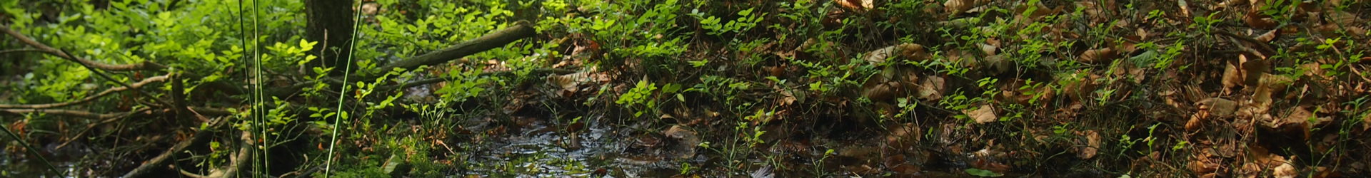 CO O NAS MYŚLI MATKA ZIEMIA – wierszyk z okazji Dnia Ziemi