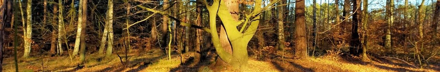 PKE OP składa serdeczne gratulacje dla Rektora UG – prof. dr hab. Piotra Stepnowskiego