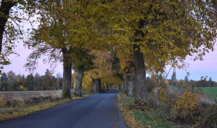 Stanowisko Zarządu PKE OP ws. planowanej wycinki drzew przydrożnych wzdłuż drogi łączącej miejscowości Poborowo i Kołczygłowy